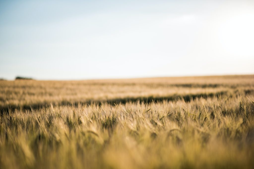 Axéréal : maîtriser les coûts opérationnels avec le plan stratégique de l’activité «Chaîne du Grain»